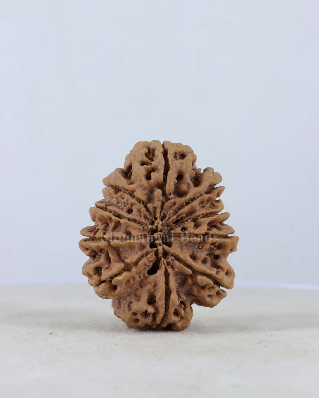 10 Mukhi Nepali Rudraksha Super Collector Size (34mm+| 7gm+)