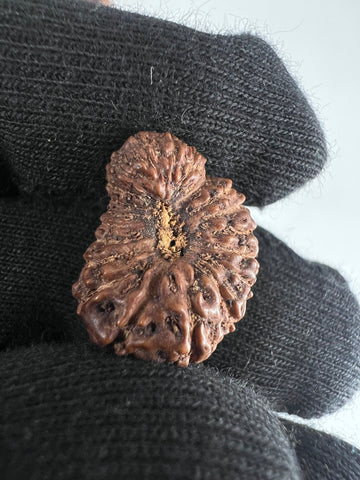 21 Mukhi Rudraksha Indonesian 19mm