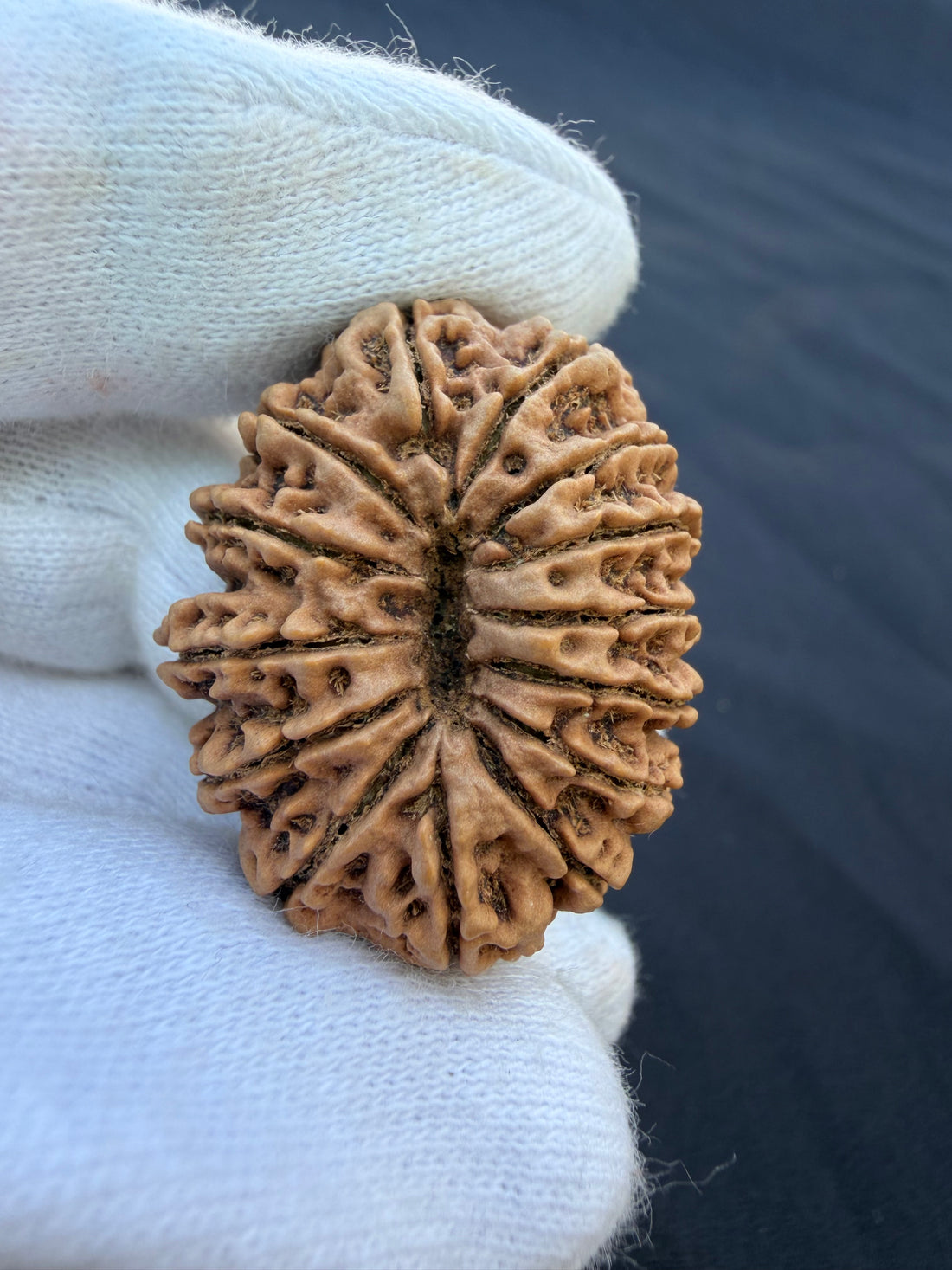 14 Mukhi Nepali Rudraksha Super Collector Size- 32mm|7gm