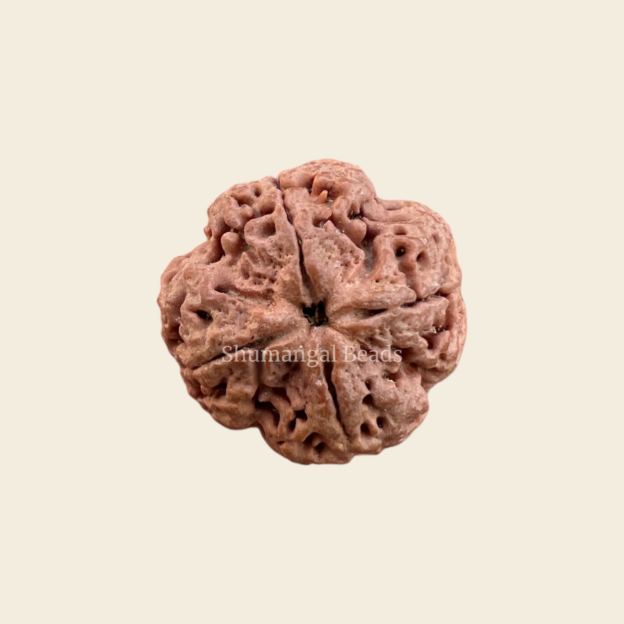 4 Mukhi Rudraksha Nepali (Collector)