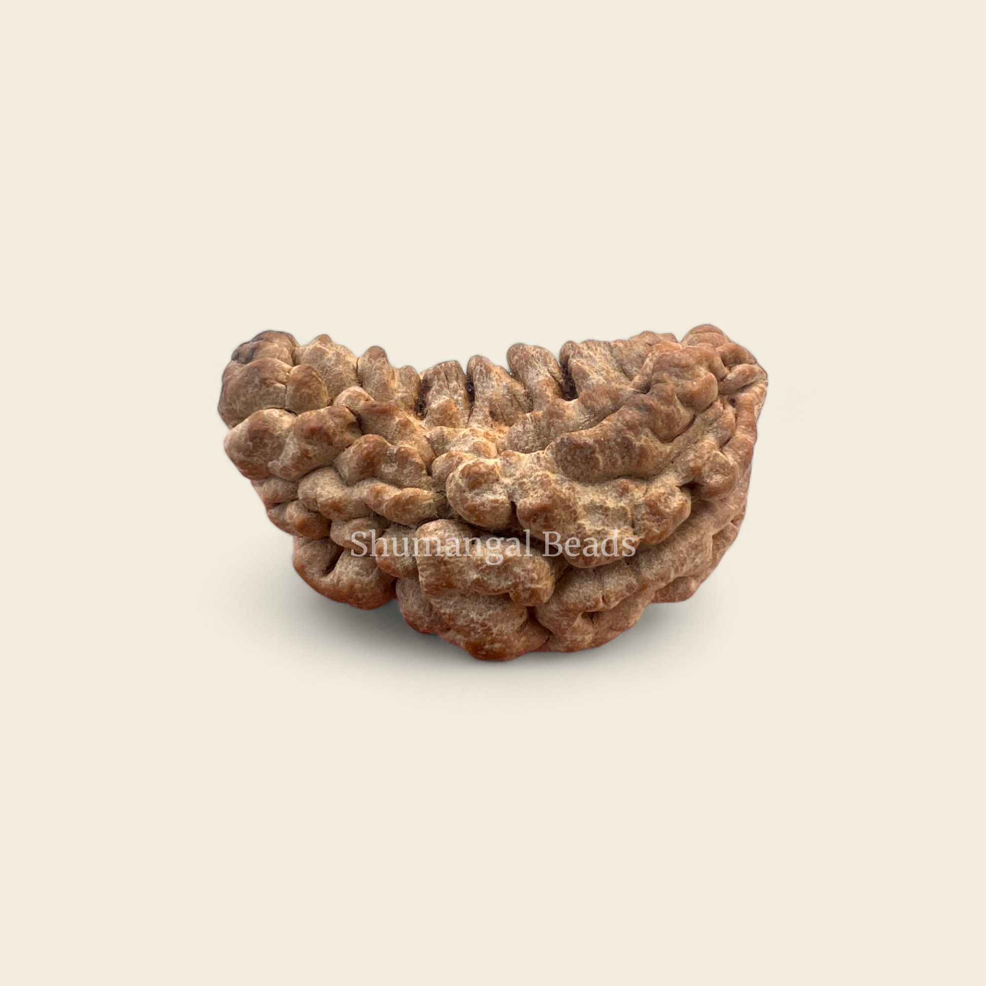 1 Mukhi Rudraksha (Super Collector)