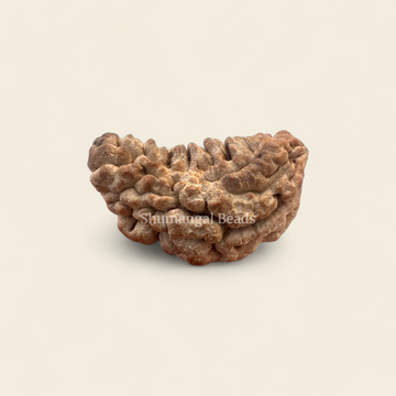 1 Mukhi Rudraksha (Super Collector)