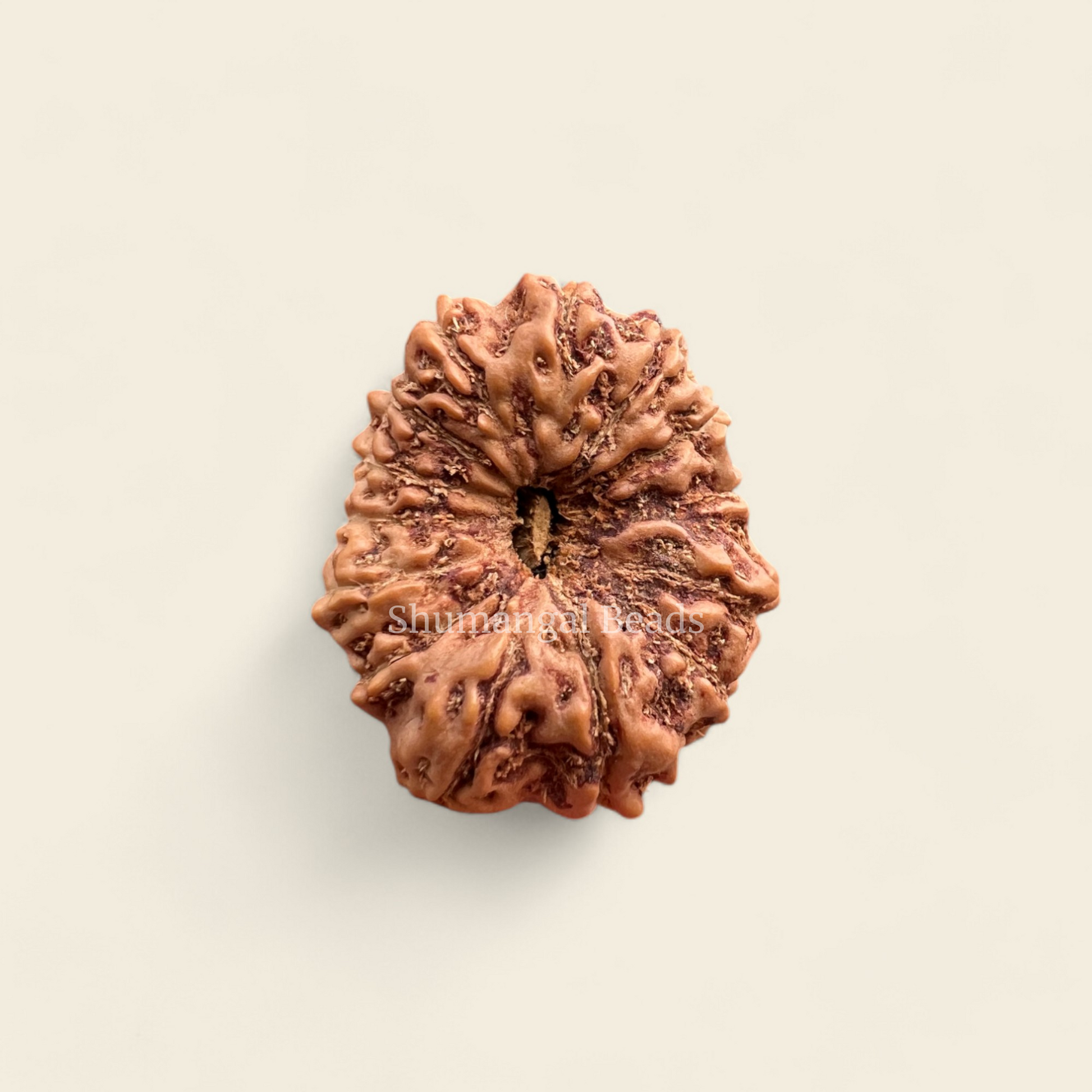 14 Mukhi Indonesian Rudraksha