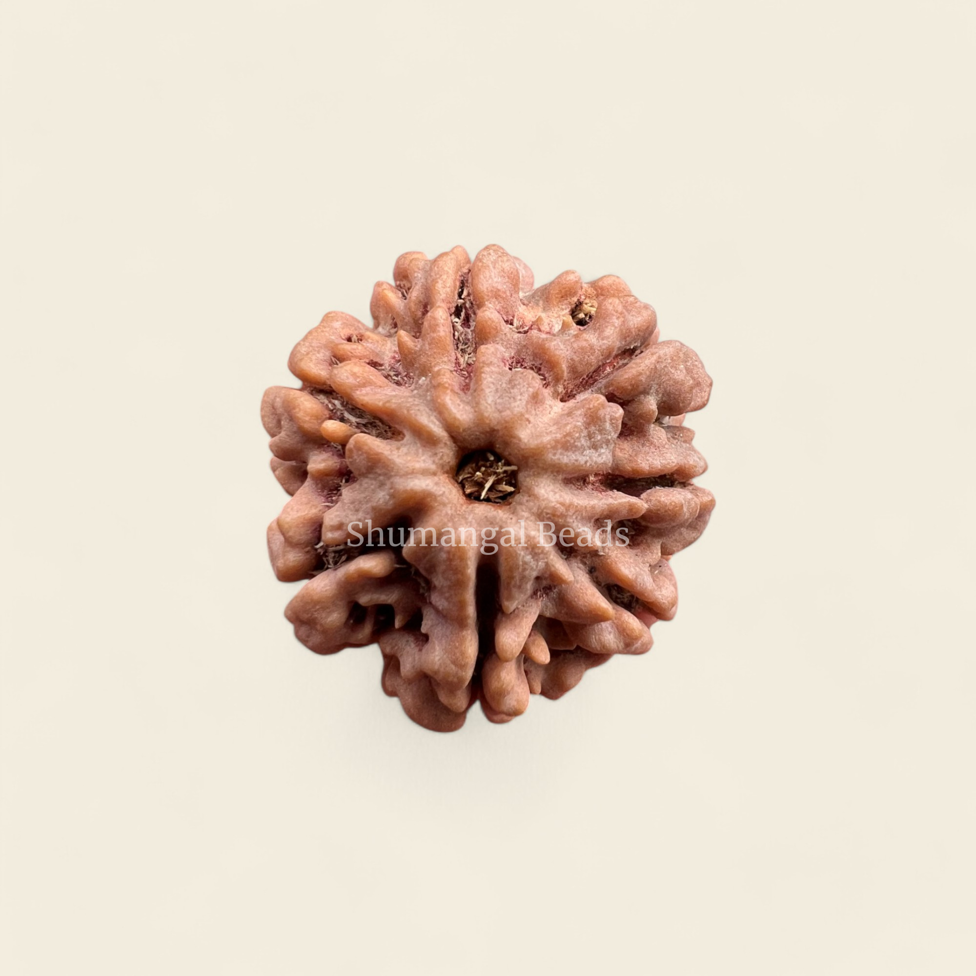 7 Mukhi Rudraksha Nepali (Regular)