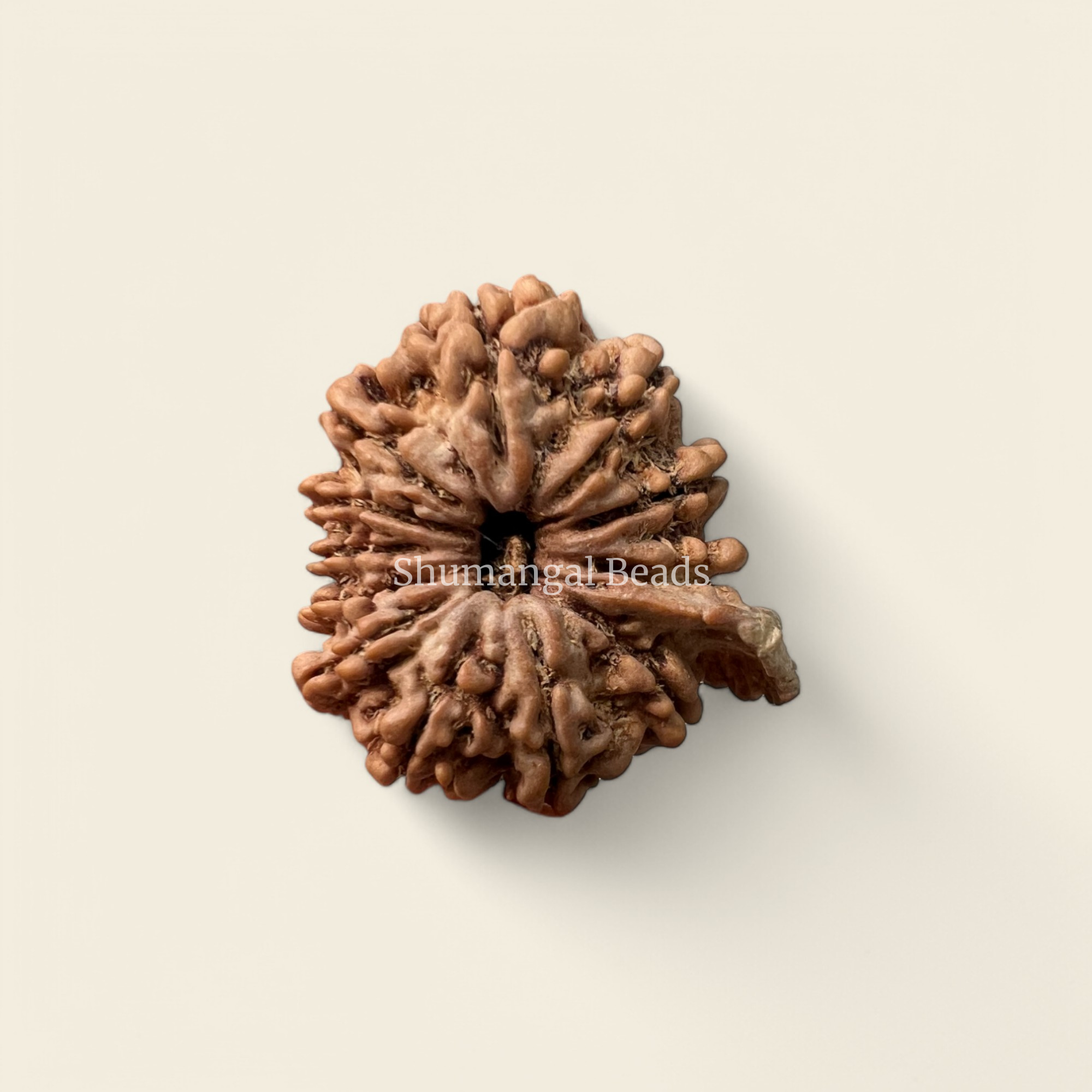 Ganesh Rudraksha Nepali (12 Mukhi 27MM)