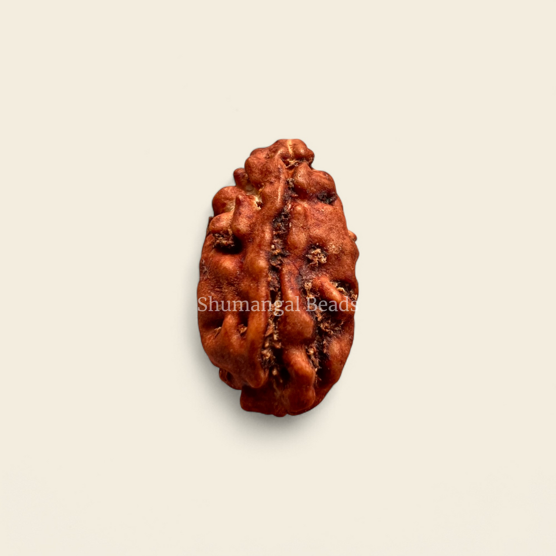 1 mukhi indonesian rudraksha