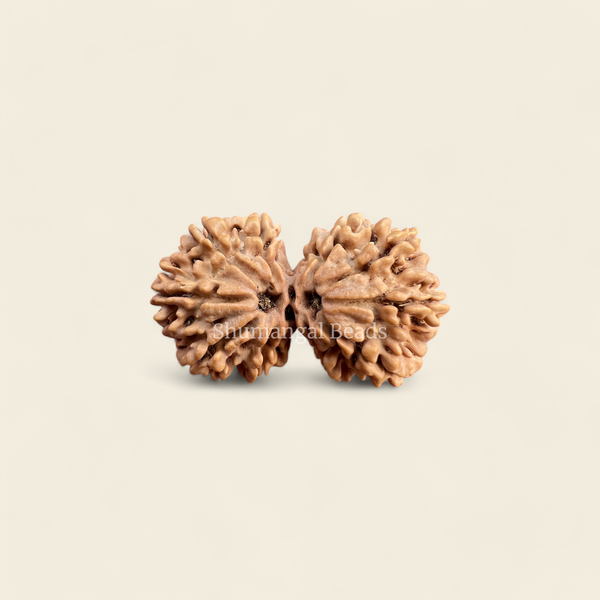 Gauri Shankar Rudraksha Nepali  (Collector)