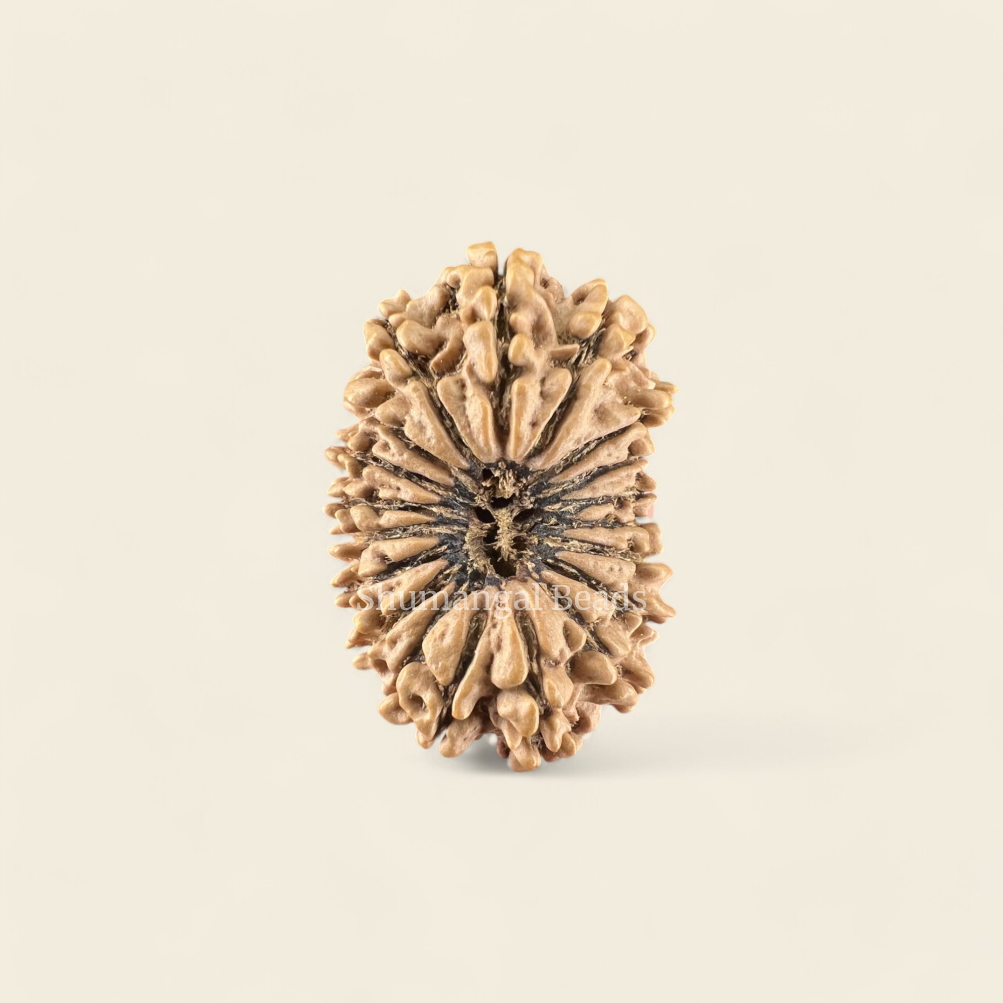 19 Mukhi Rudraksha Nepali (Super Collector 32MM)