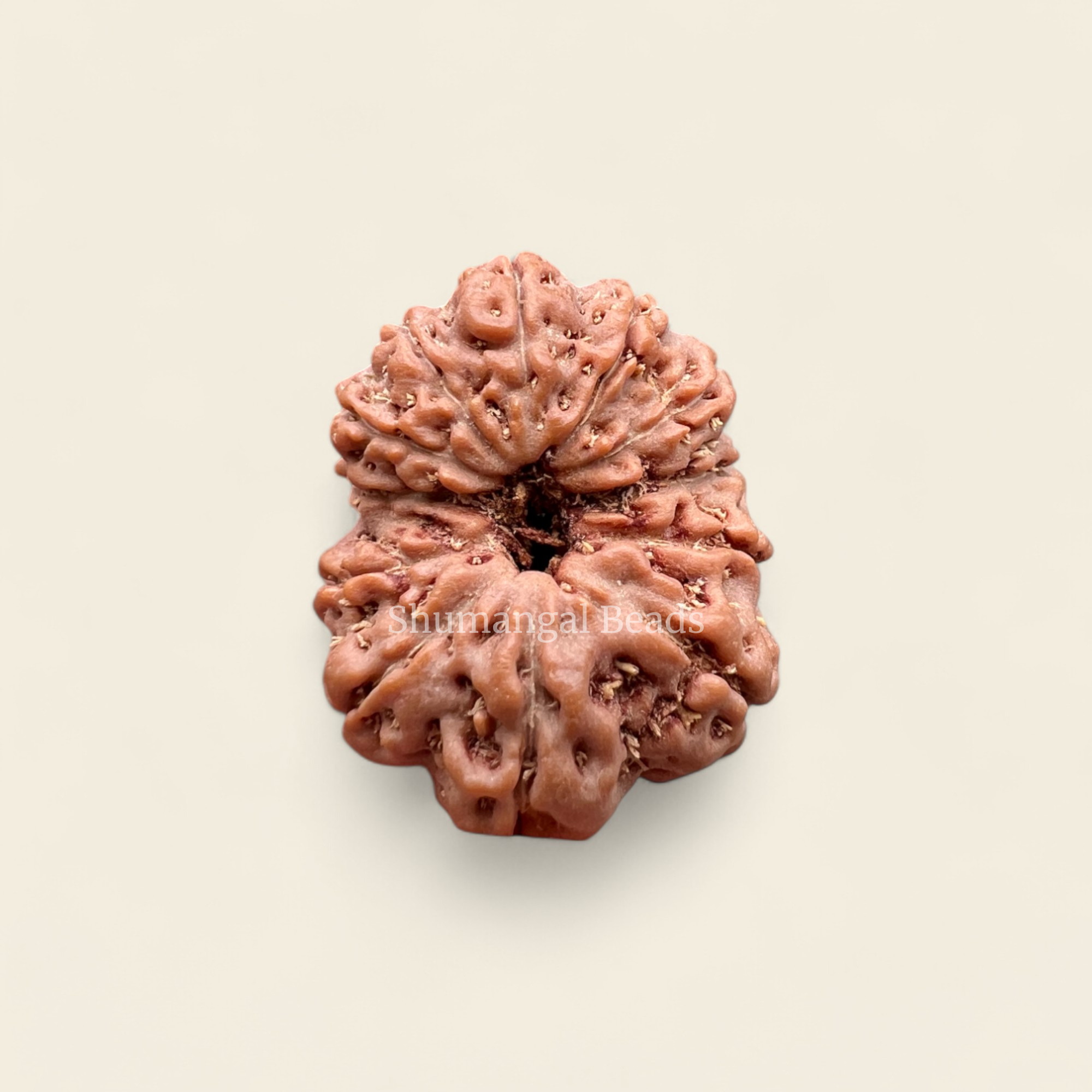 12 Mukhi Indonesian Rudraksha