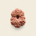 12 Mukhi Indonesian Rudraksha