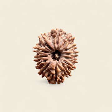 13 Mukhi Rudraksha Nepali (Medium)