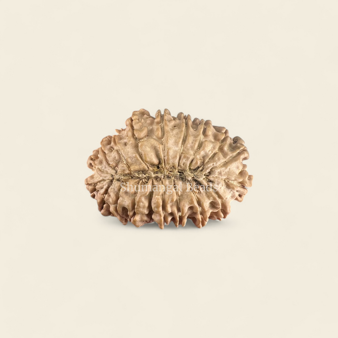 19 Mukhi Rudraksha Nepali (Collector 29MM)