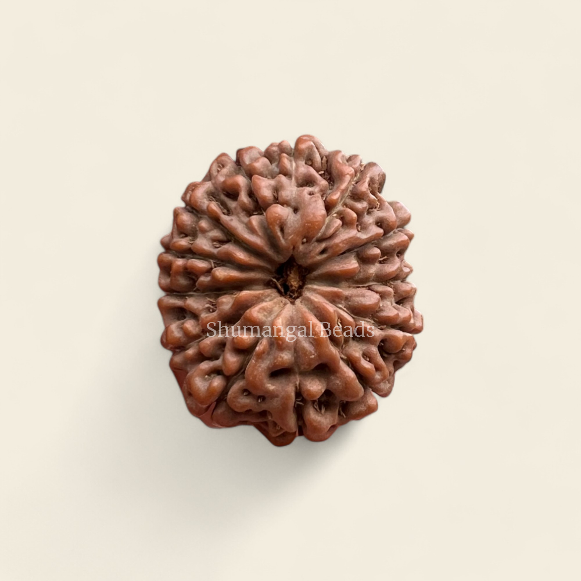 13 Mukhi Indoensian Rudraksha