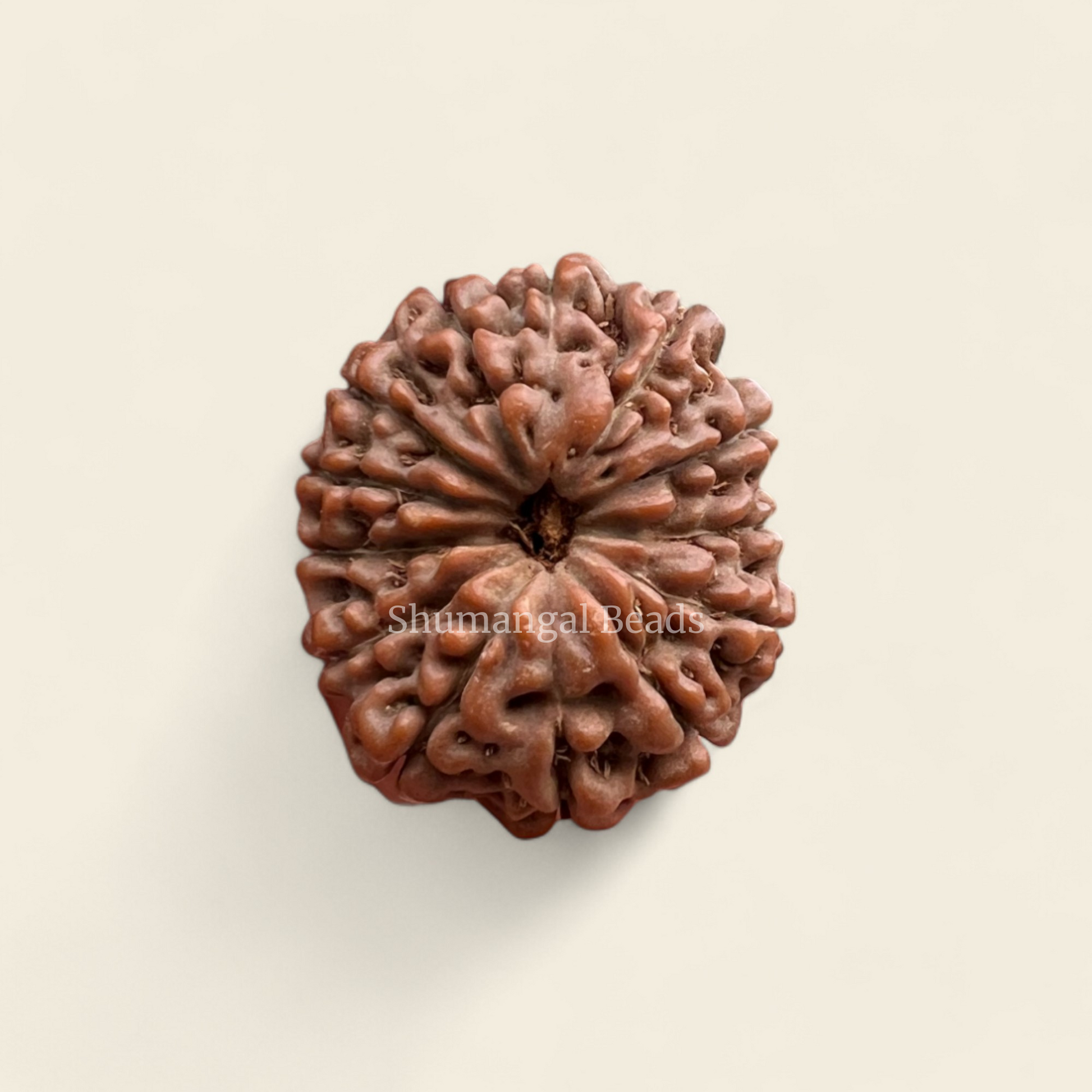 13 Mukhi Indoensian Rudraksha