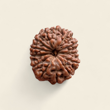 13 Mukhi Indoensian Rudraksha