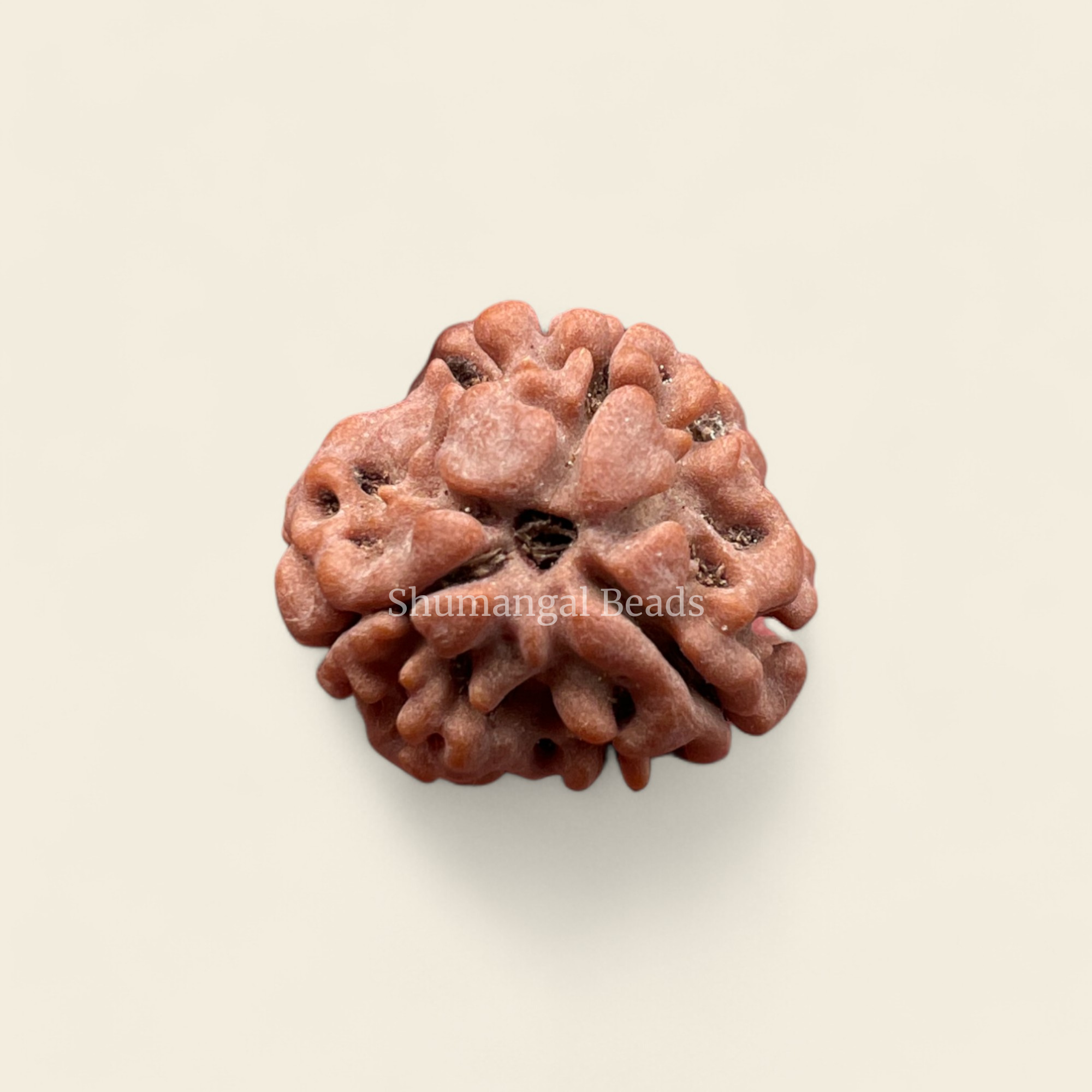 3 Mukhi Rudraksha Nepali (Regular)
