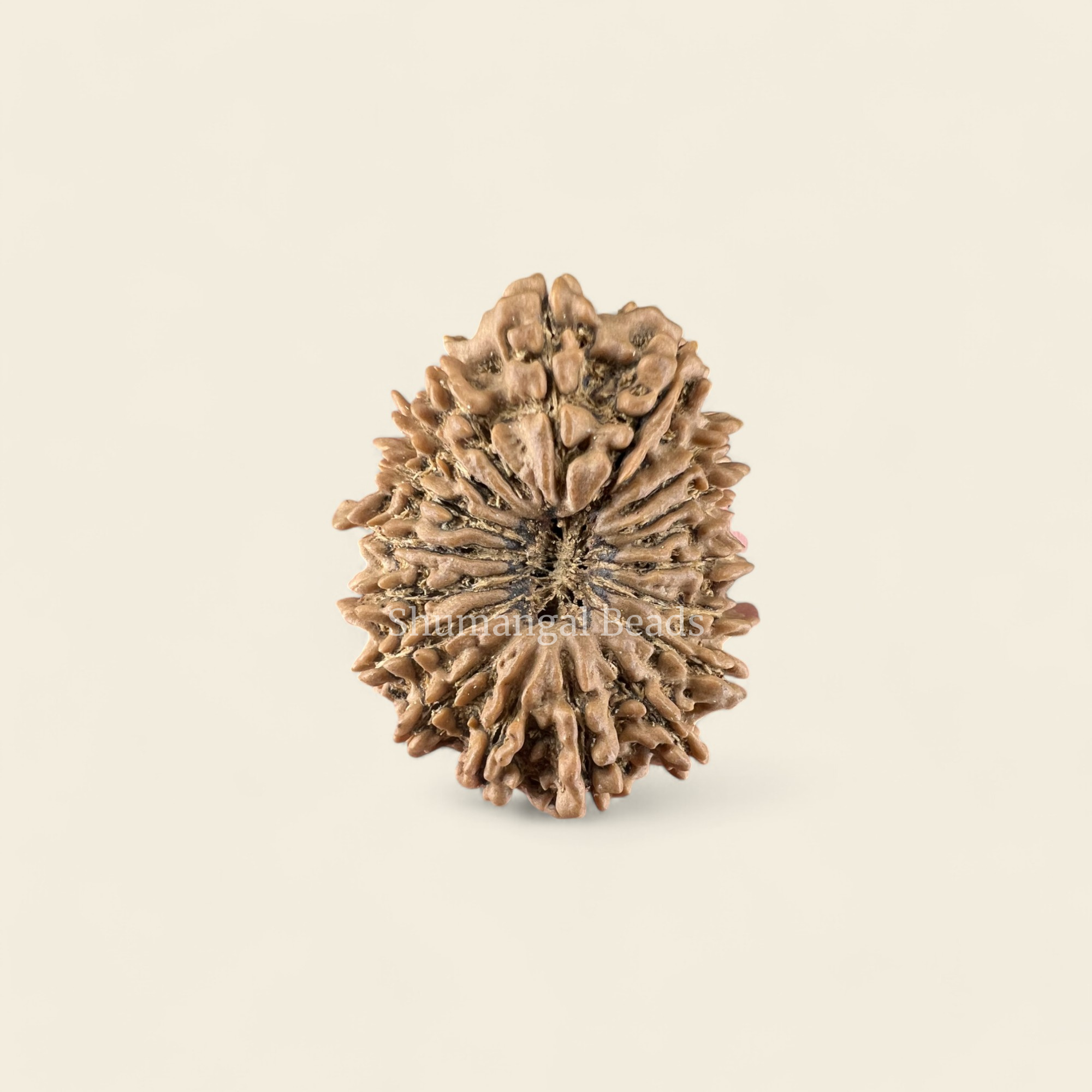 18 Mukhi Rudraksha Nepali (Collector)