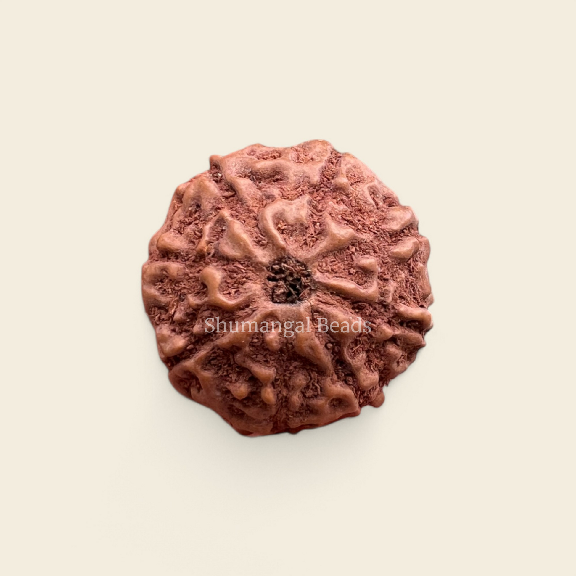8 mukhi indonesian rudraksha