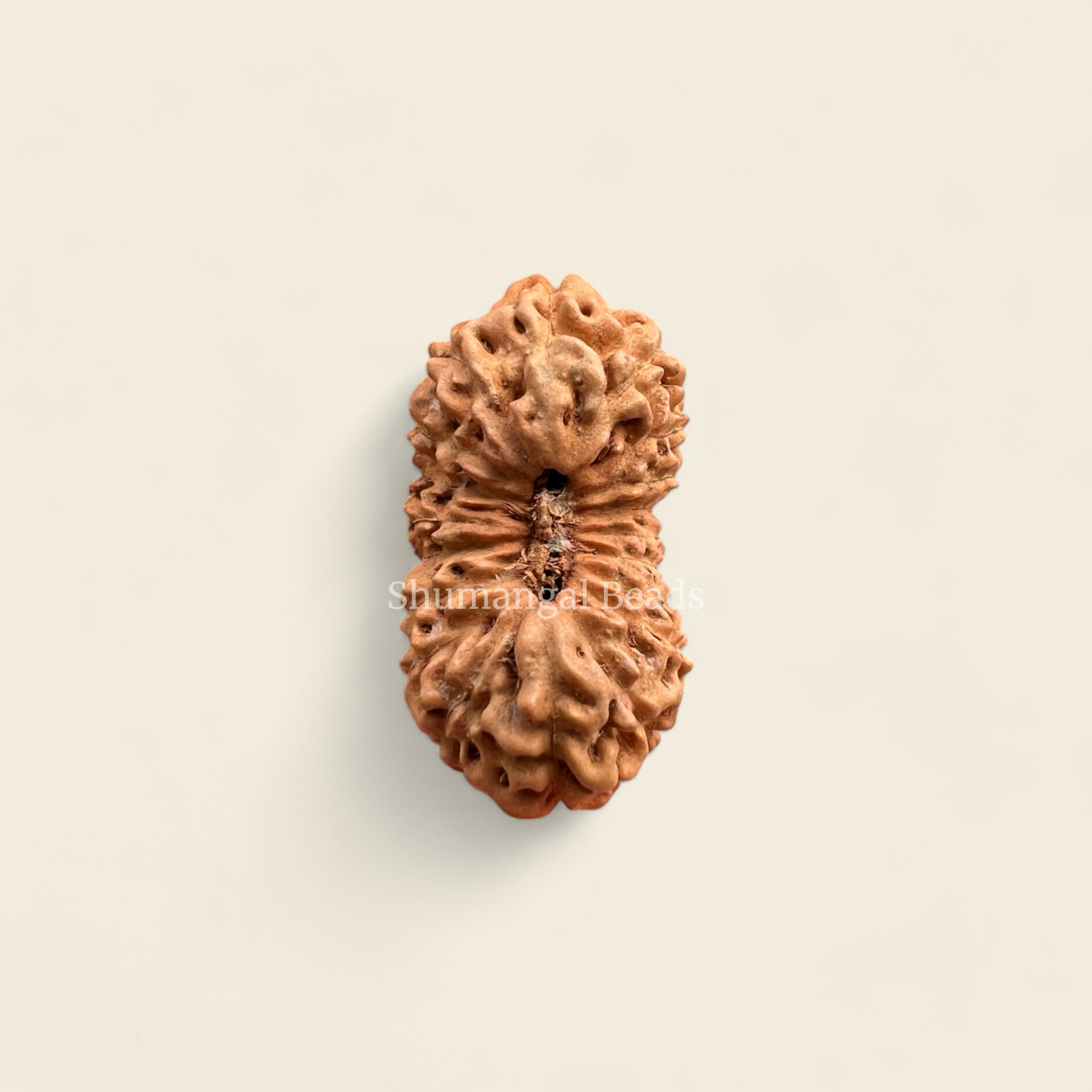 19 Mukhi Rudraksha Indonesian