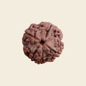 4 Mukhi Rudraksha Nepali (Regular)