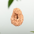 21 Mukhi Rudraksha
