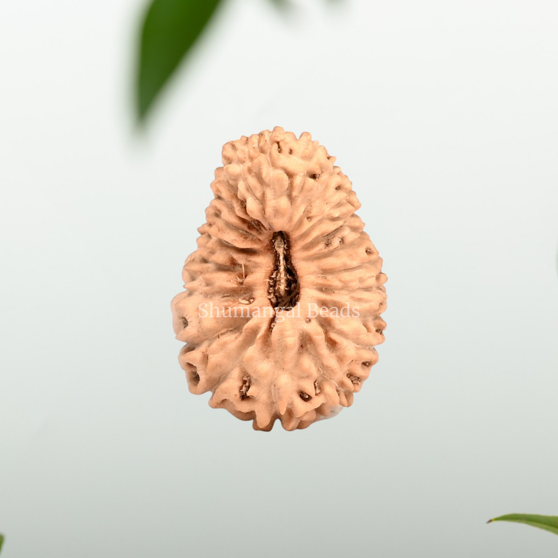 21 Mukhi Rudraksha
