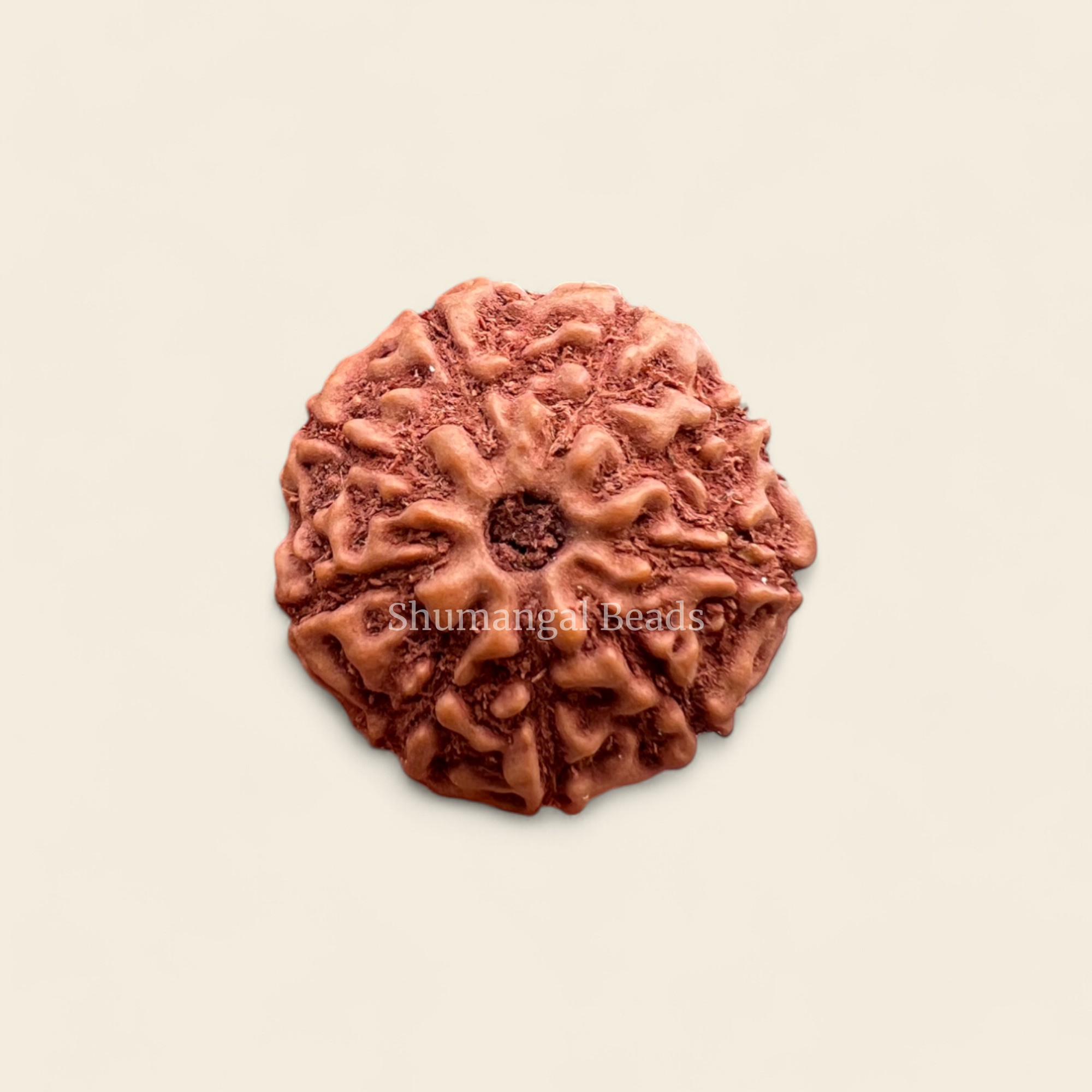 9 Mukhi Indoneseian Rudraksha