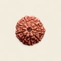 9 Mukhi Indoneseian Rudraksha
