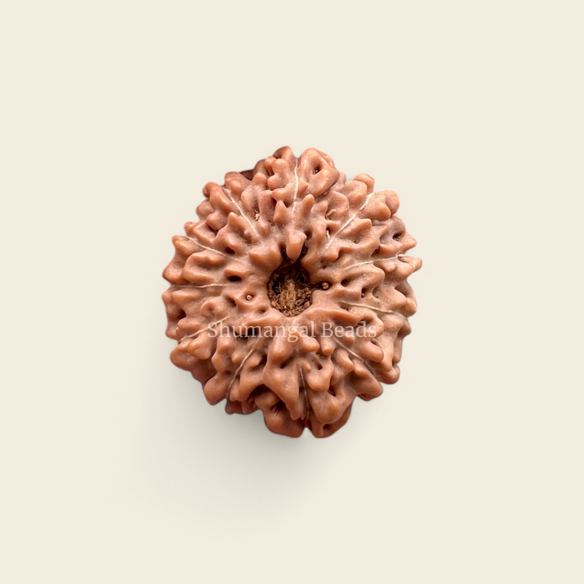11 Mukhi Indonesian Rudraksha