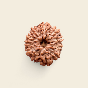 11 Mukhi Indonesian Rudraksha