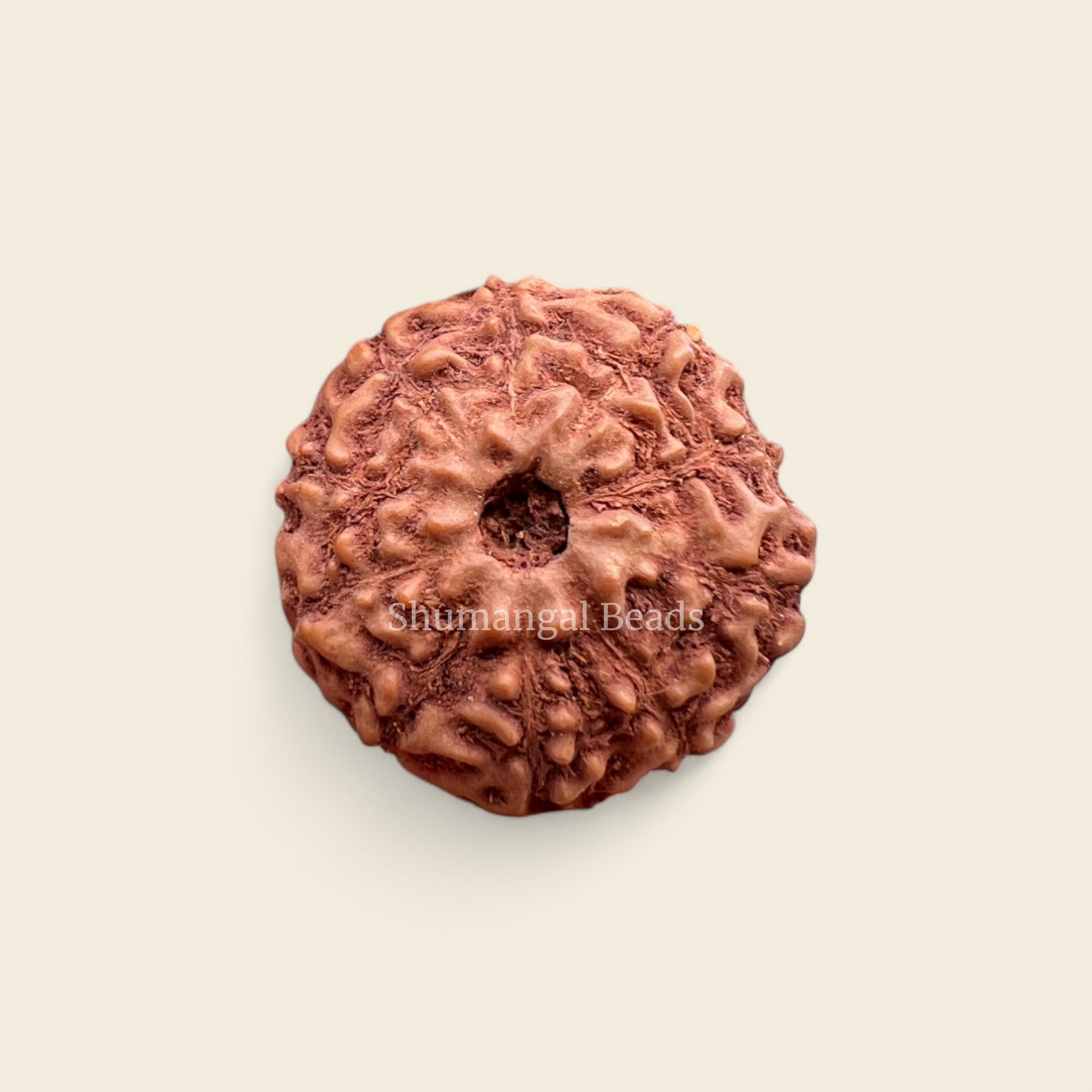 10 mukhi indonesian rudraksha