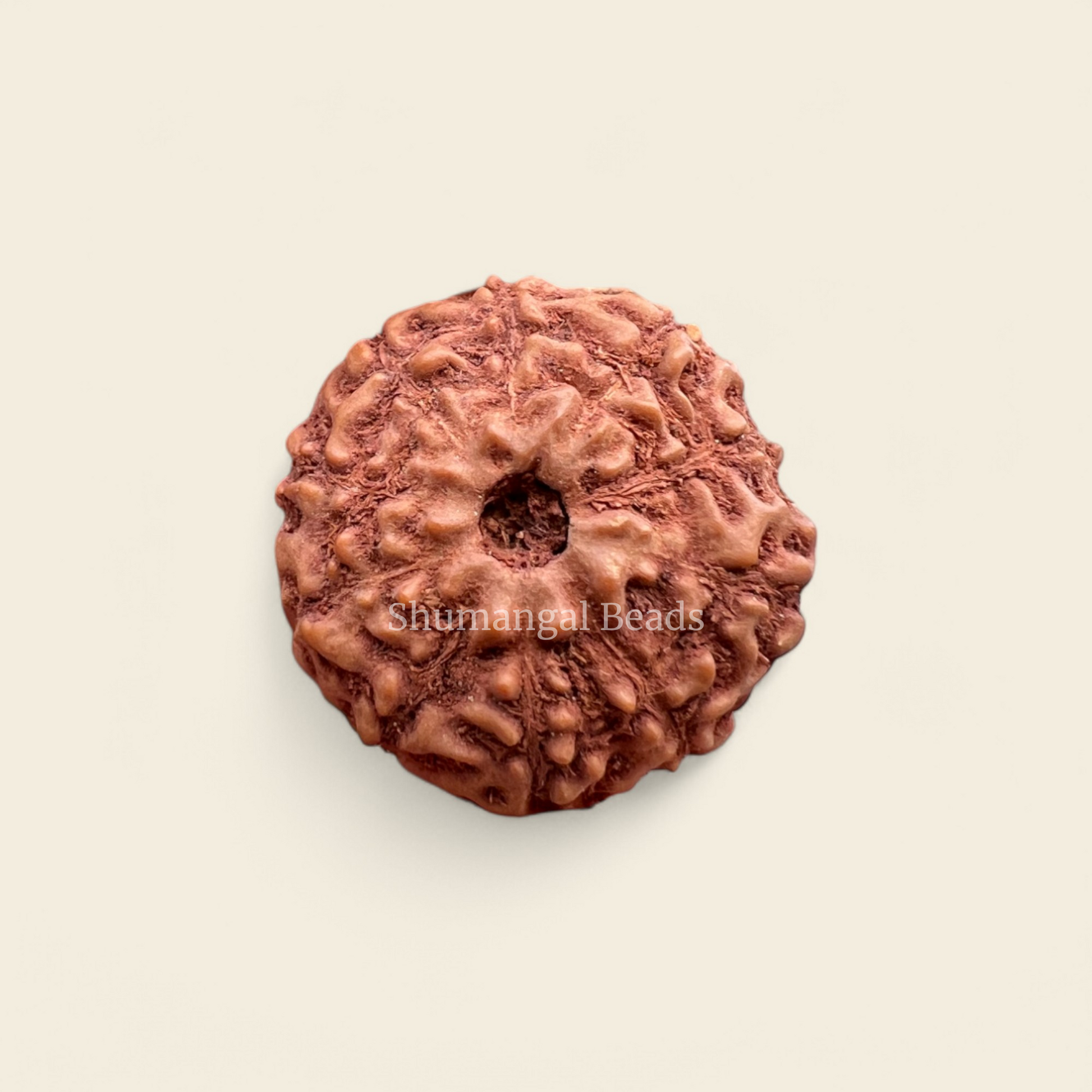 10 mukhi indonesian rudraksha