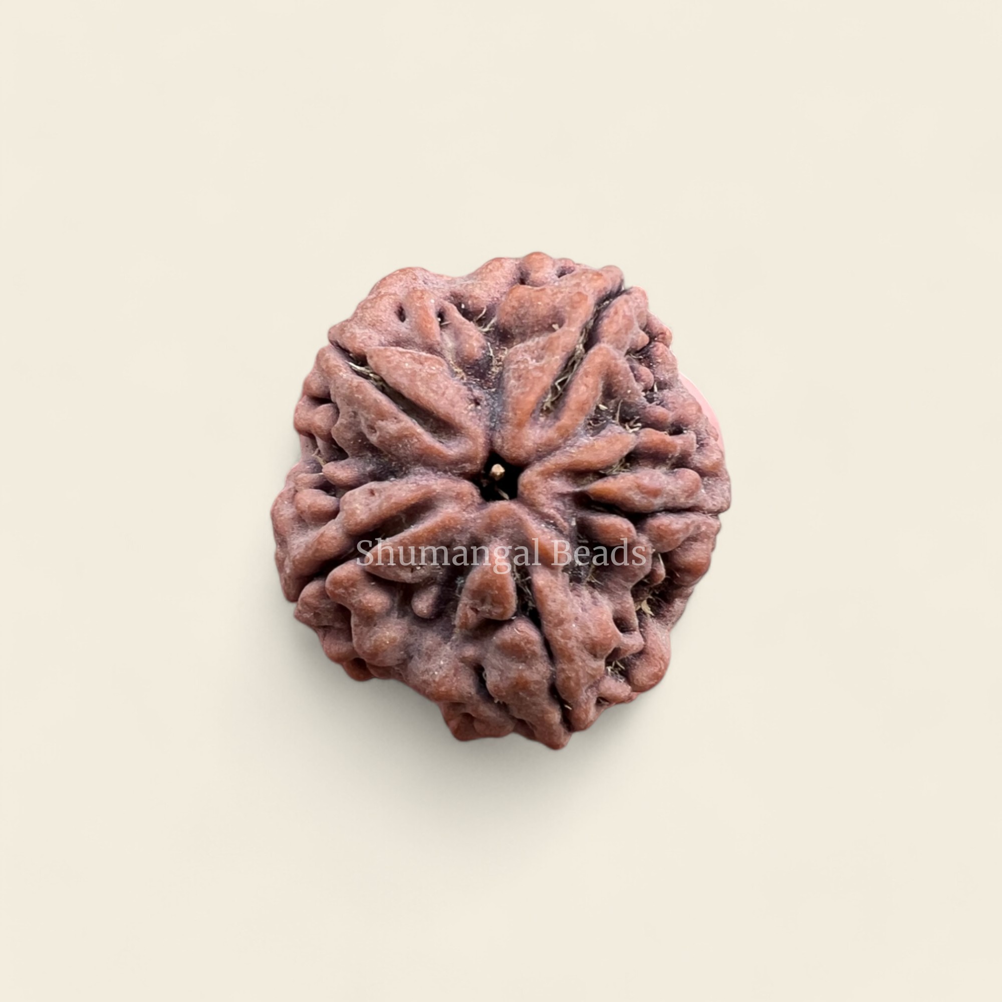 5 Mukhi Rudraksha Nepali (Collector)