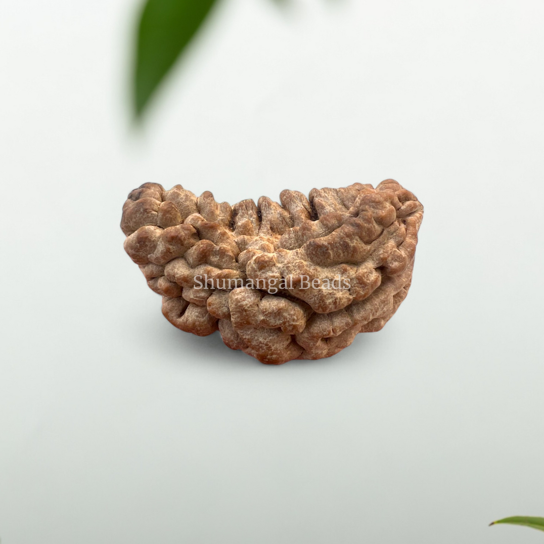 1 Mukhi Rudraksha (Super Collector)