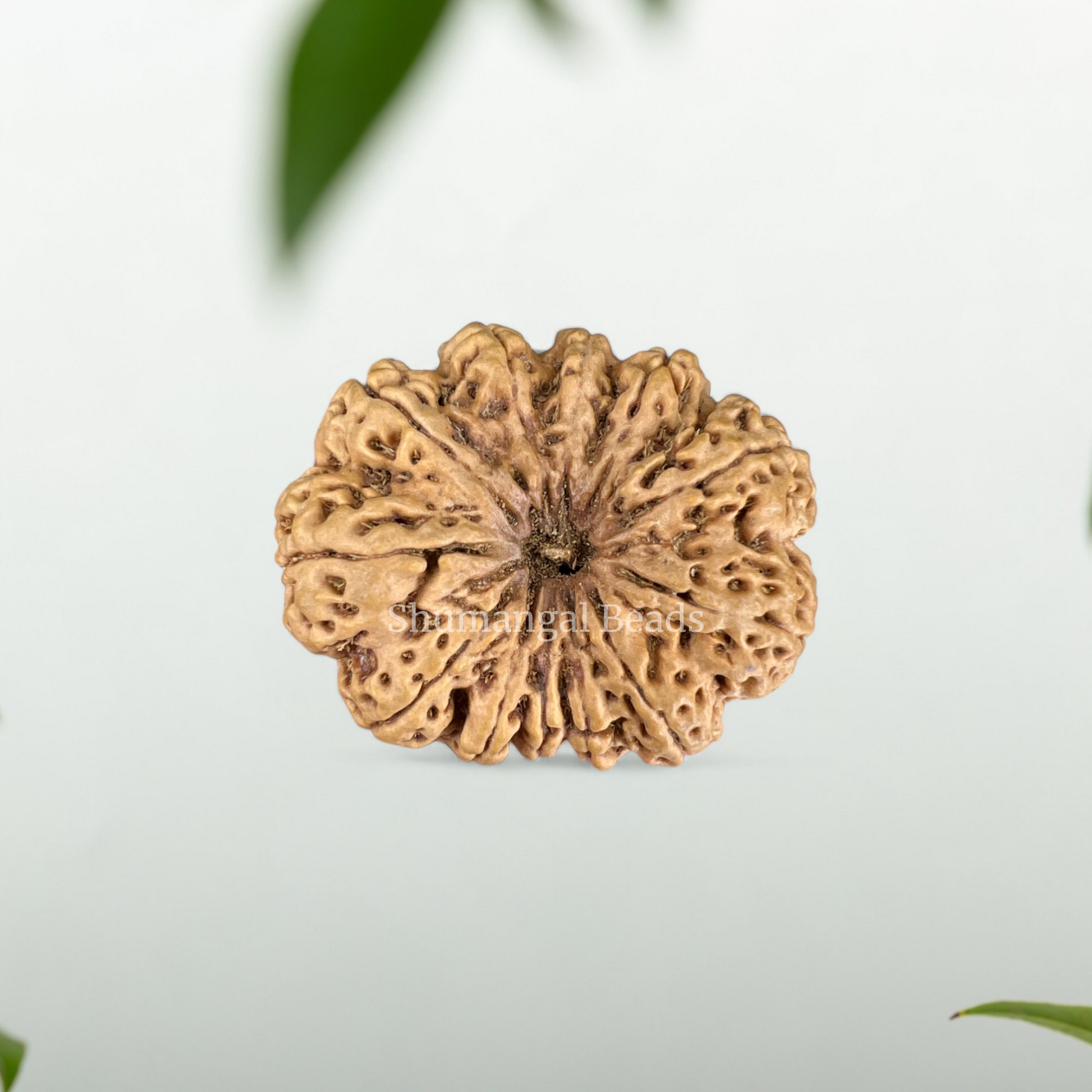 12 Mukhi Rudraksha Nepali (Super Collector 37MM)