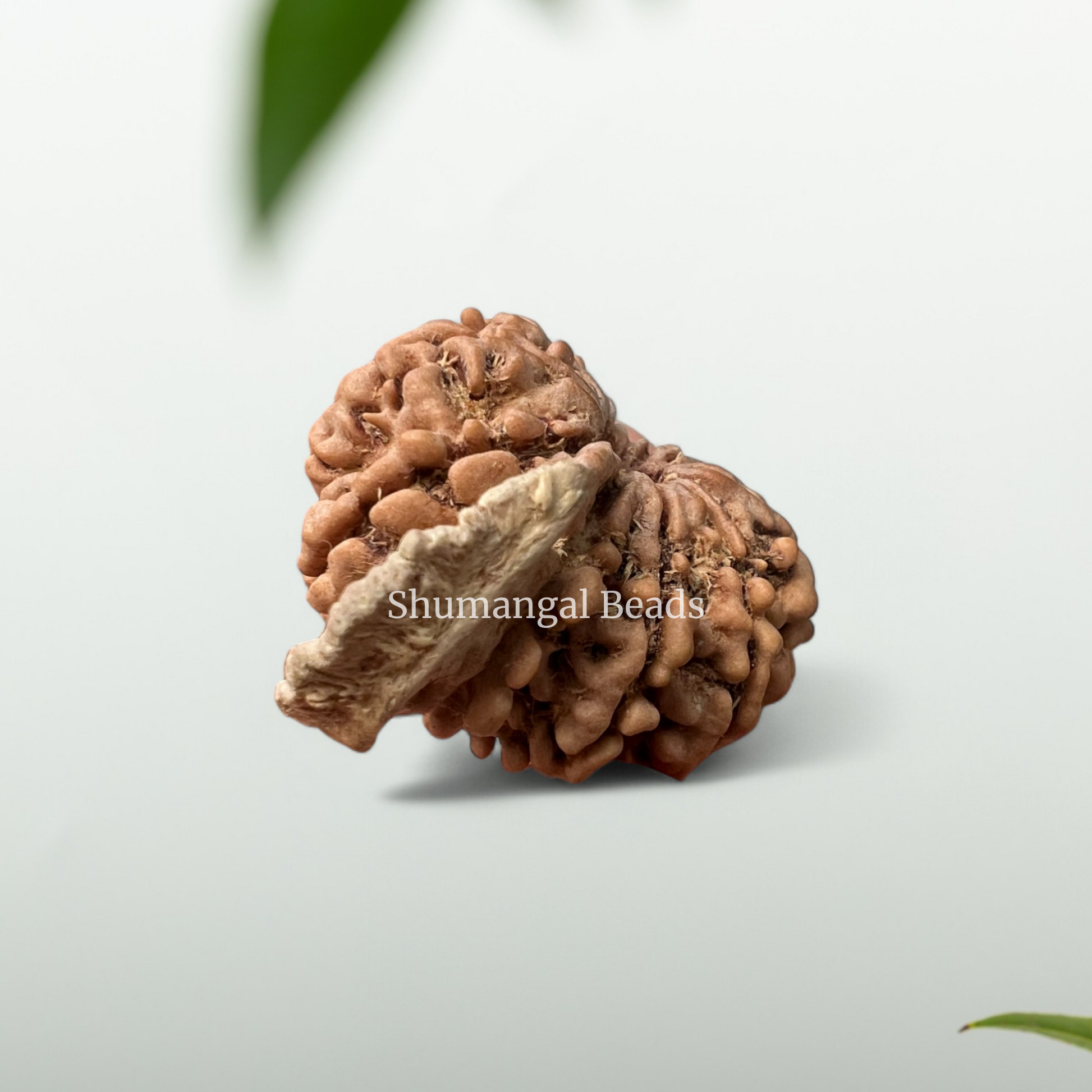 Ganesh Rudraksha 
