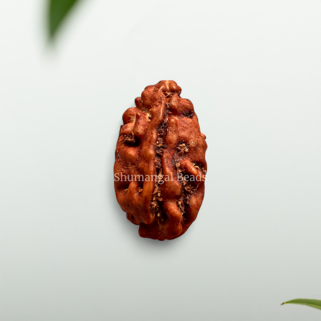 1 mukhi indonesian rudraksha