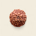 7 mukhi indonesian rudraksha