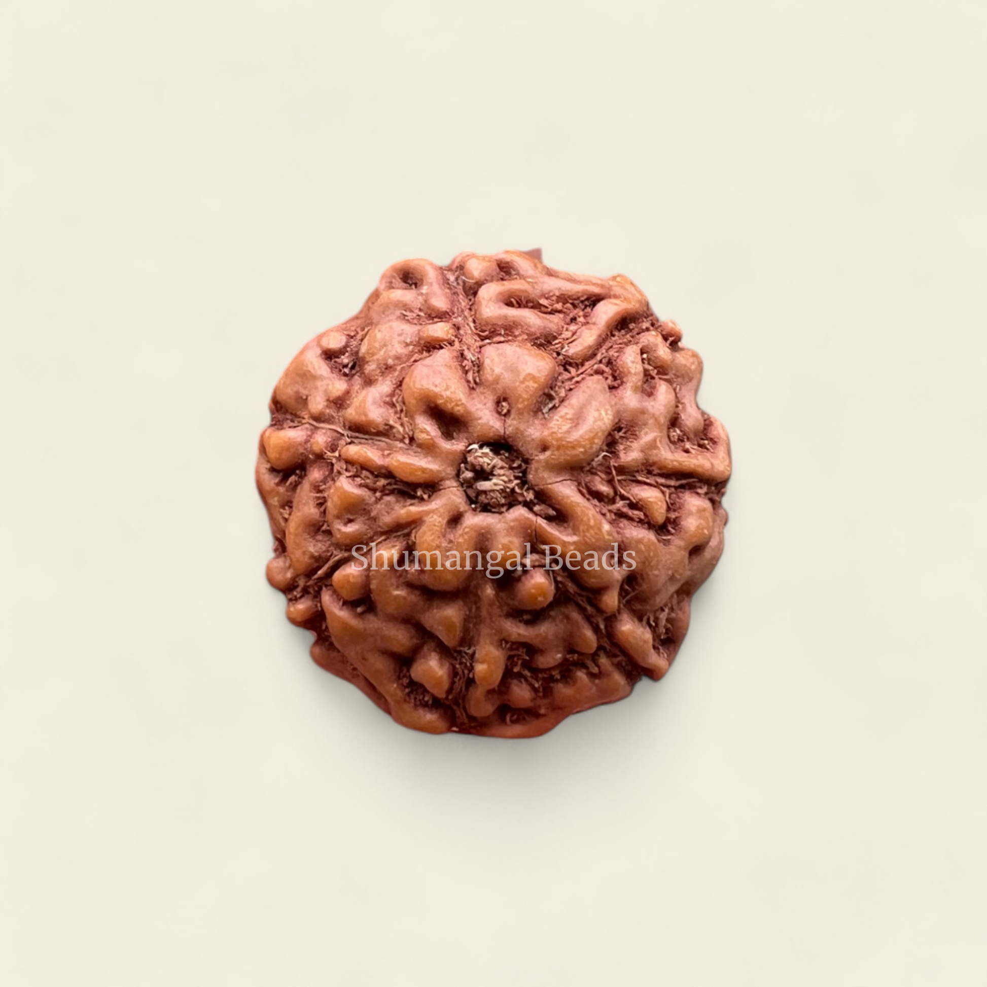 7 mukhi indonesian rudraksha