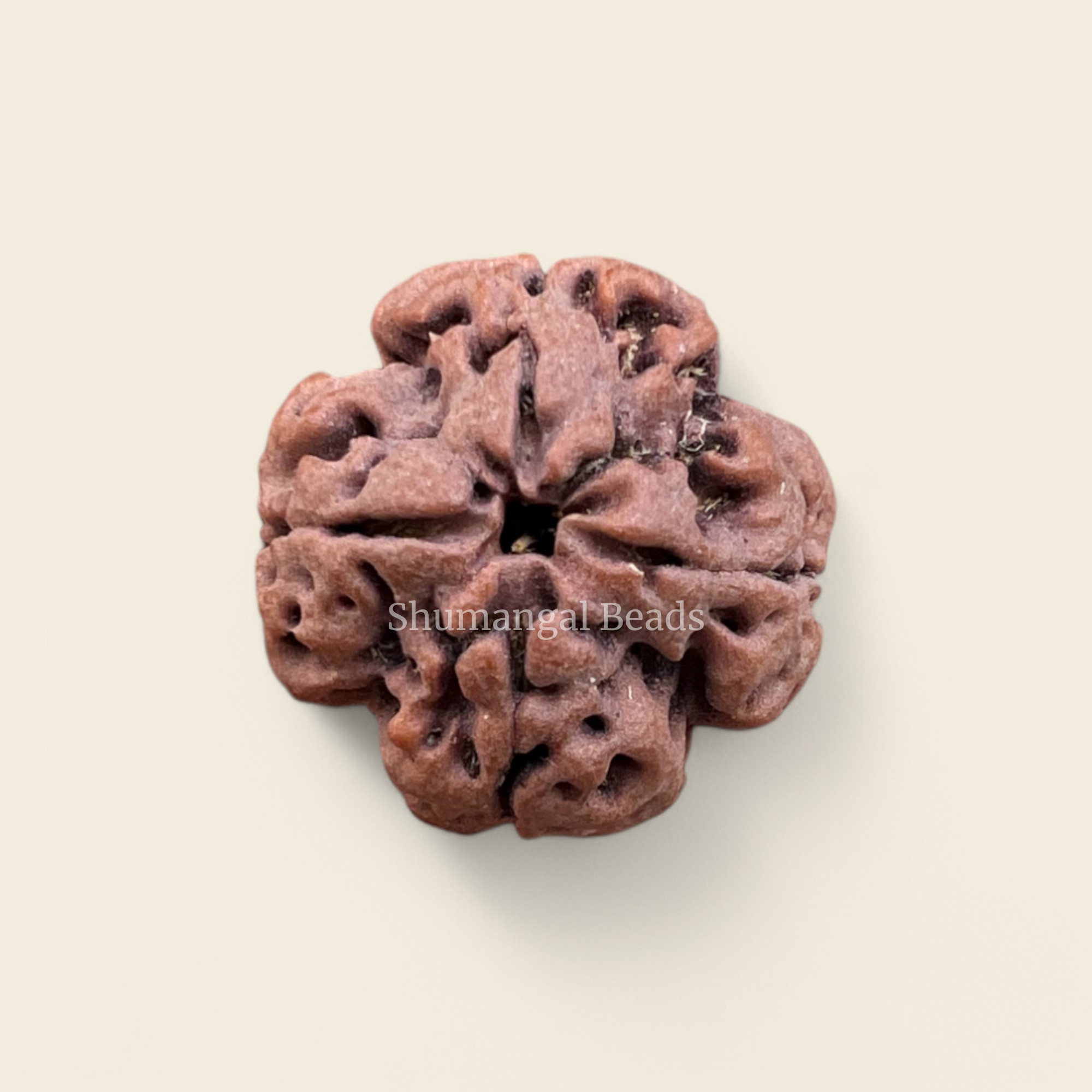 4 Mukhi Rudraksha Nepali (Super Collector)