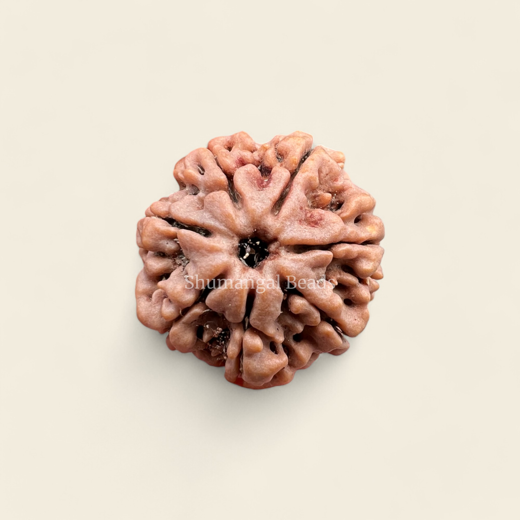 7 Mukhi Rudraksha Nepali (Medium)