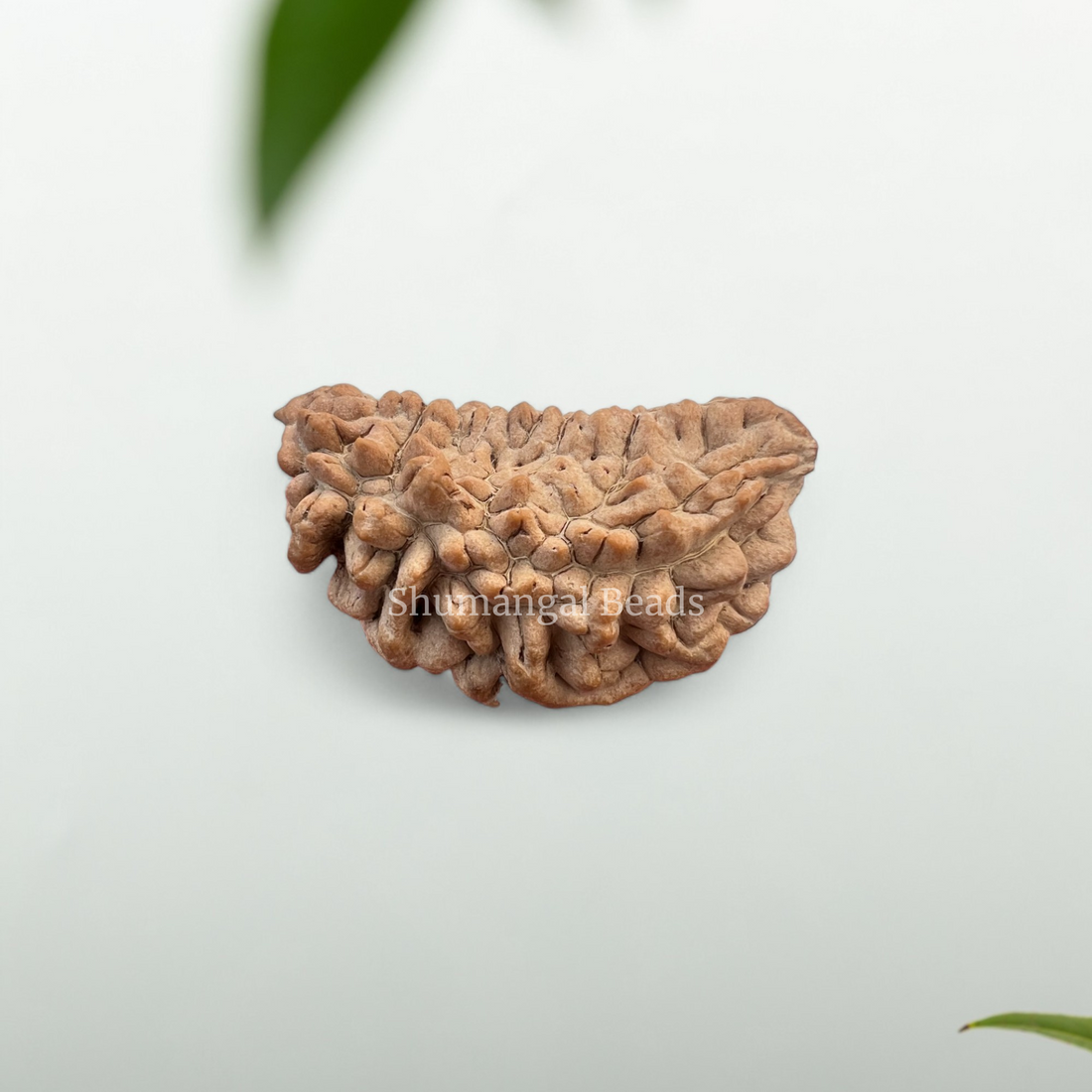 1 Mukhi Rudraksha (Medium)