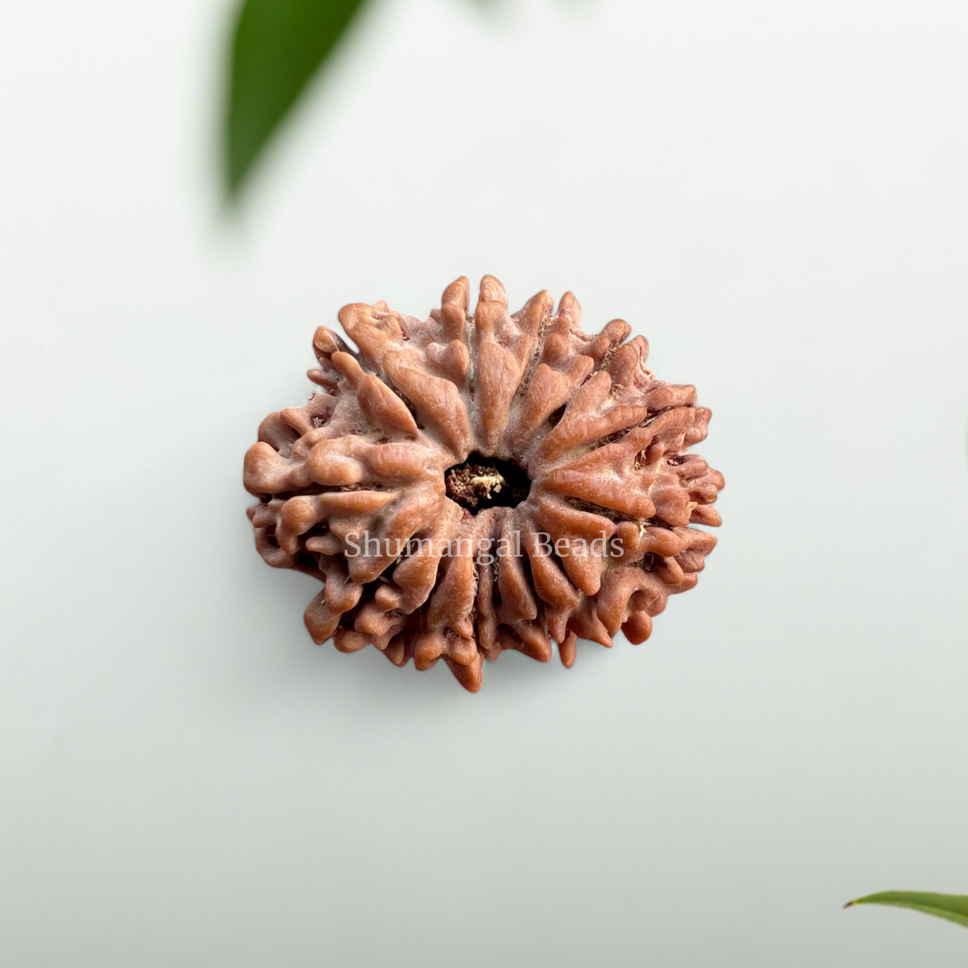 13 Mukhi Nepali Rudraksha Regular Size