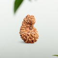 20 Mukhi Indonesian Rudraksha