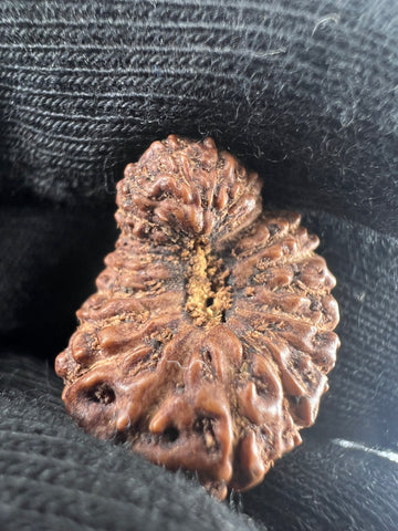 21 Mukhi Rudraksha Indonesian 19mm