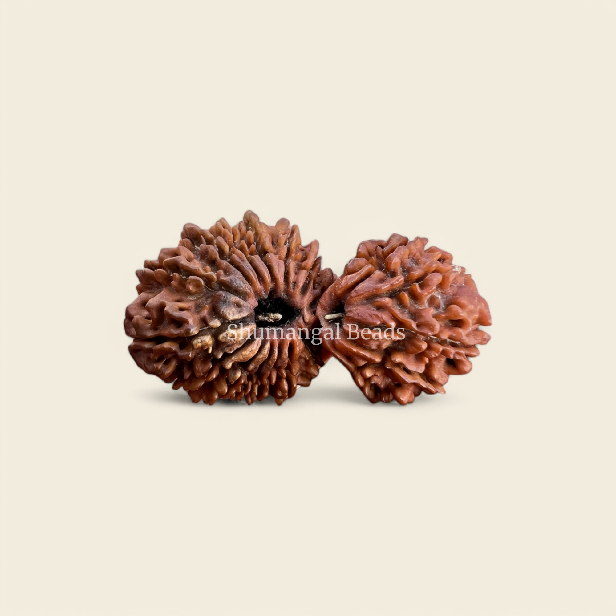 21 Mukhi Gauri Shankar Rudraksha Nepali (Super Collector 43MM)