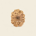 12 Mukhi Rudraksha Nepali (Super Collector 37MM)