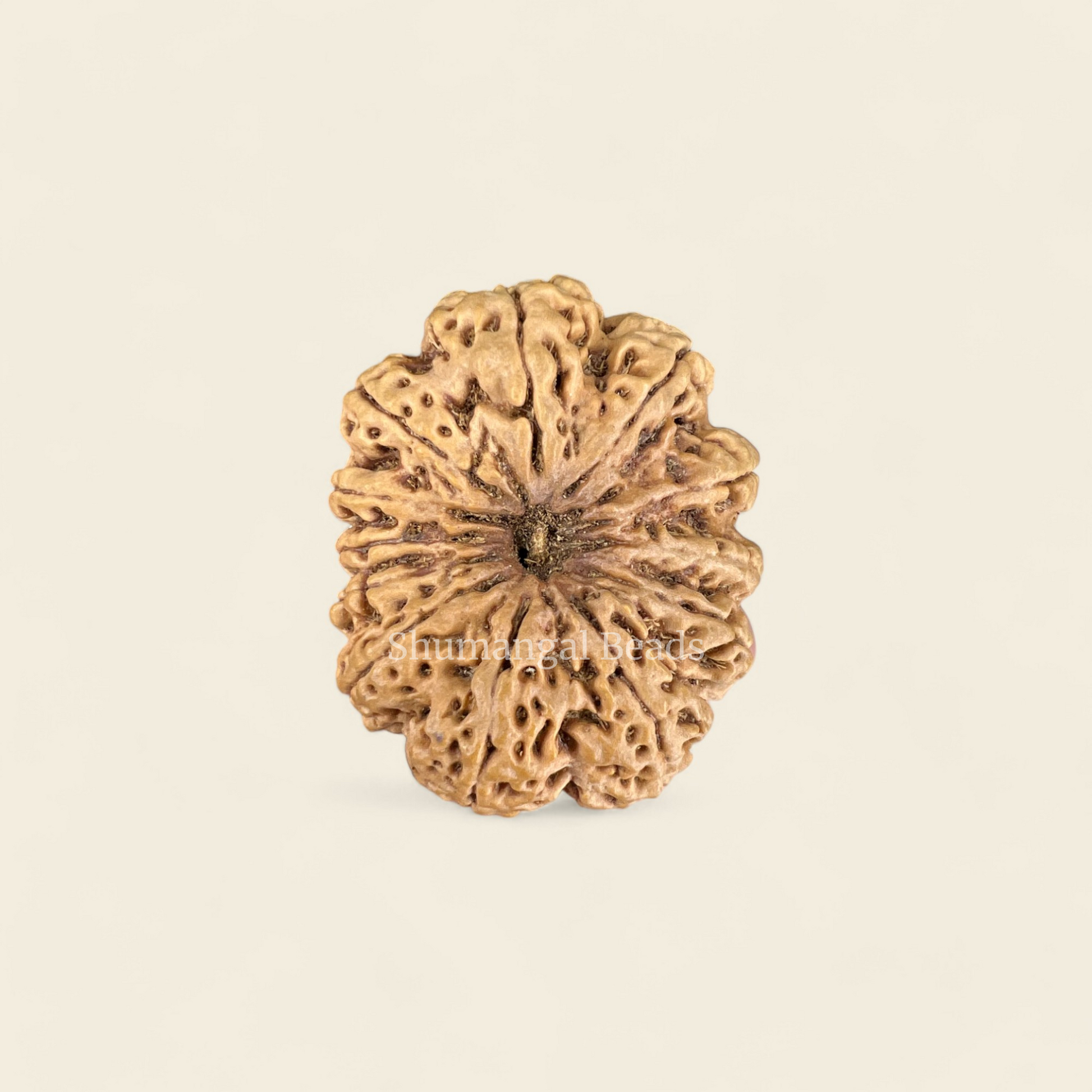 12 Mukhi Rudraksha Nepali (Super Collector 37MM)