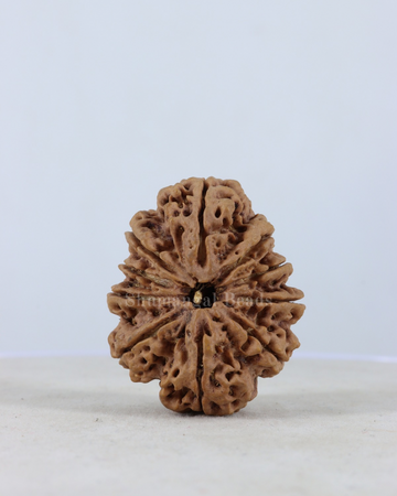 10 Mukhi Nepali Rudraksha Super Collector Size (34mm+| 7gm+)