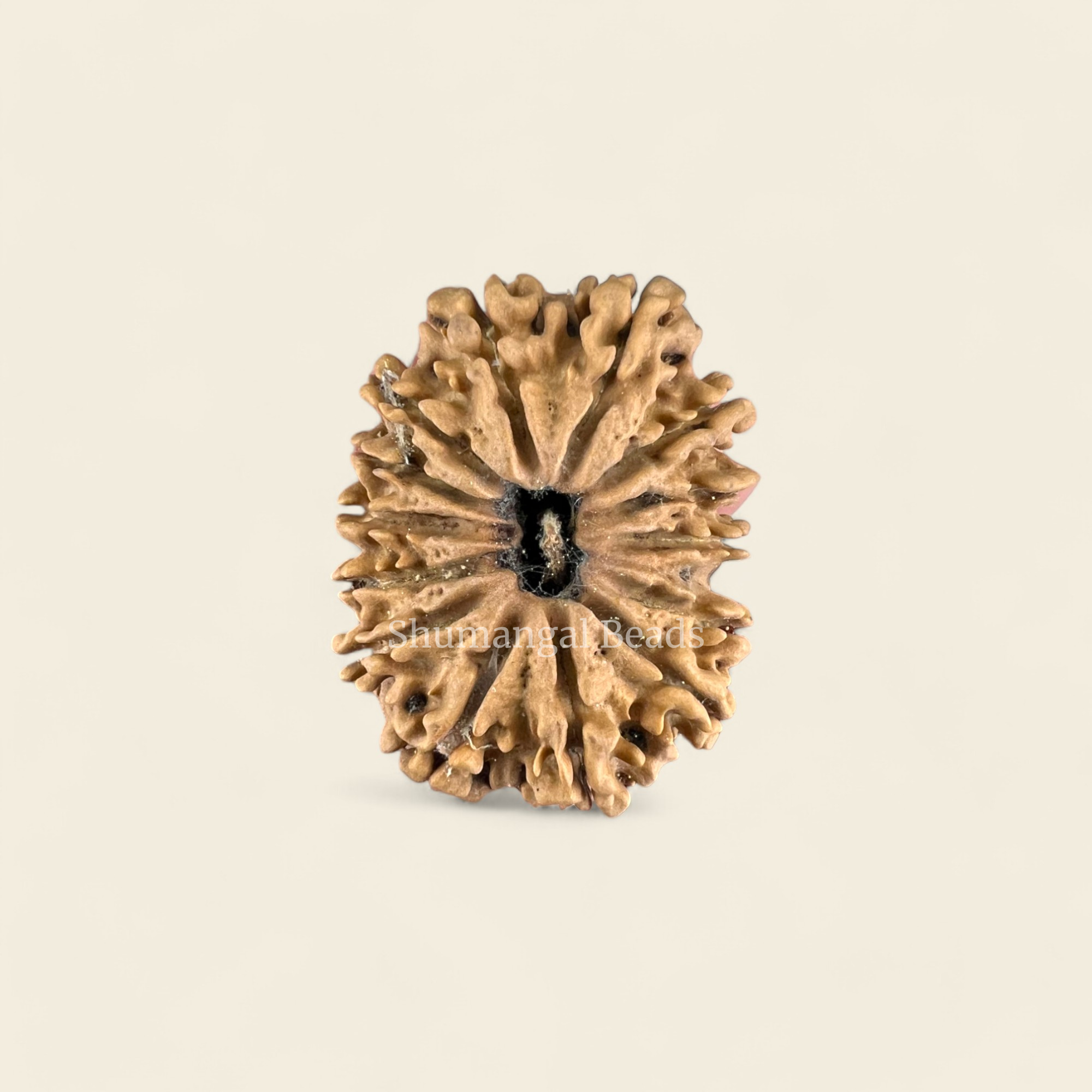 14 Mukhi Rudraksha Nepali (Collector)